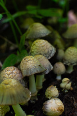 Wild mushrooms in Starved Rock