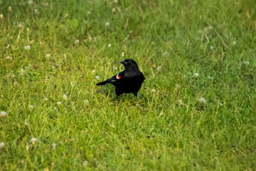Red-winged blakbird looking around meadow while foraging in the Northwoods