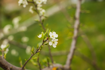 Blossoming of plum flowers in spring time with green leaves. Beautyful background with branch with white flowers.