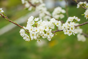 Blossoming of plum flowers in spring time with green leaves. Beautyful background with branch with white flowers.