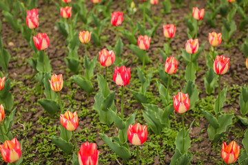 Beautiful tulip flower and green leaf background in the garden at sunny summer or spring day, selective focus
