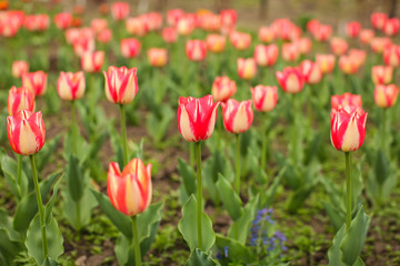 Beautiful tulip flower and green leaf background in the garden a