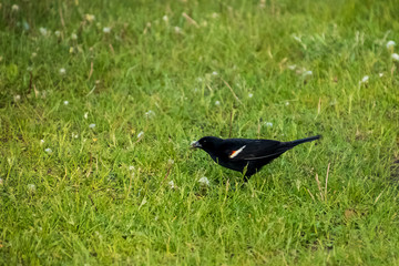 Red-winged Blackbird hunting in the grass of a Northwoods meadow