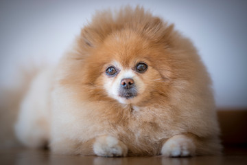 Fototapeta premium Spitz or Pomeranian breed dog