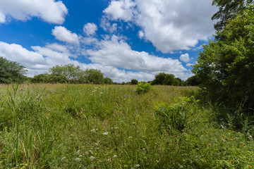 Blooming meadow in a city park on a sunny june day