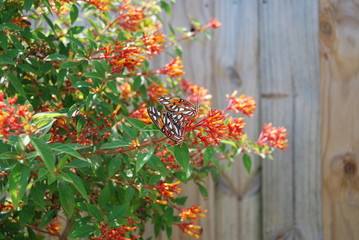 Gulf Fritillaries Mating