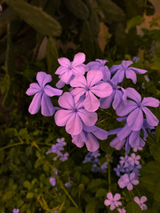 pink flowers in the garden