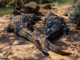 a crocodile farm in Africa