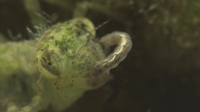 Dragonfly nymph feeds on mosquito larvae 1149 9