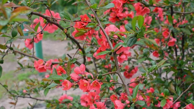 Blooming red flowers of quince.