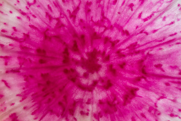 Abstract of Watermelon Radish Slice