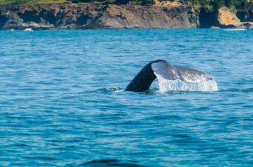 Fototapeta premium Water Drips off Whale Tail