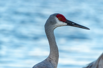 Sandhill Crane