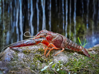 foreground of a red crayfish with a background of water cascade blurred