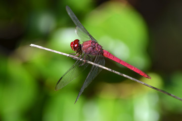 Libélula