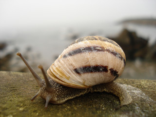 Snail of brown and black bands moving slowly on wooden railing with bottom of view to the sea.