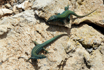 The lizards of Formentera differ in coloring from their relatives from Ibiza, although they are only 6 kilometers apart.