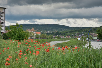 landscape with poppies in the field in Bistrita,Romania ,June,2019