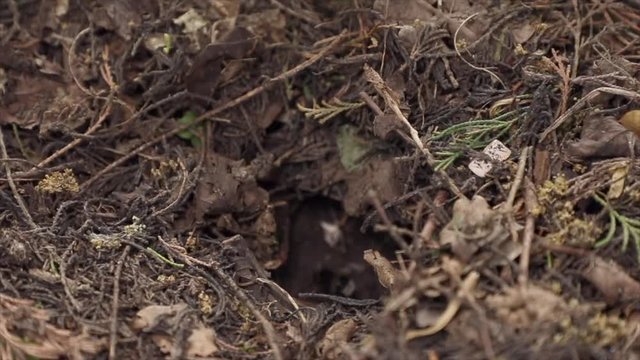 Bumble bees leaving ground nest in slow motion