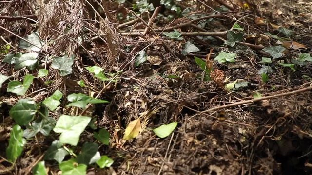 Bumble Bees slow motion flying into and out of ground nest in garden.