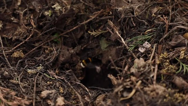 Bumble bee entering ground nest in slow motion