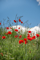 Fototapeta premium landscape with poppies in the field in Bistrita,Romania ,June,2019