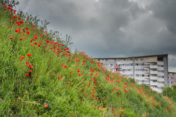 landscape with poppies in the field in Bistrita,Romania ,June,2019