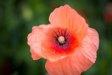 Fototapeta premium landscape with poppies in the field in Bistrita,Romania ,June,2019