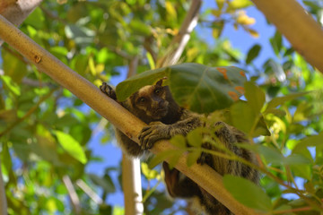 Sagui, macaco, primata