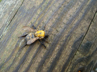 bee wet by rain, perched on a wood