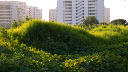 green city
