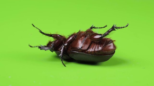Beetle, cockchafer falls upside down and trying to get back up. Green background