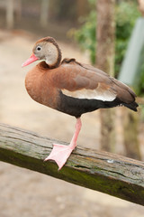 Black-bellied Whistling-Duck (Dendrocygna autumnalis) This is an adult duck.