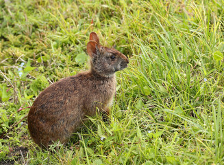 Profile of a marsh rabbit at Green Cay Wetlands in Boynton Beach, Florida. A marsh rabbit is a small cottontail rabbit found in marshes and swamps, a strong swimmer with small ears, legs, and tail.