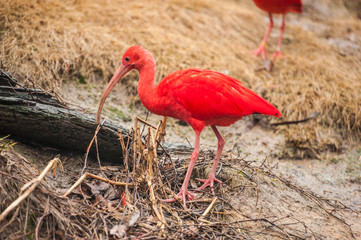 Scarlet Ibis forages for food at Sylvan Heights bird Sanctuary in North Carolina
