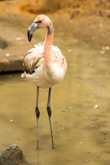 Chilean Flamingo (Phoenicopterus chilensis) stands in shallow water in Sylvan Bird Park, Scotland Neck, NC. This bird has gray legs with pink joints and pale pink body.