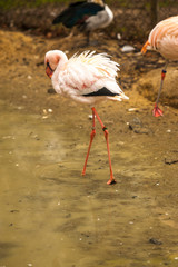 Lesser Flamingo (Phoeniconaias minor) has a black bill and pink legs and is walking in water.