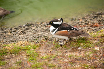 Hooded MerganseHooded Merganser or Lophodytes cucullatus is an adult male breeding duck which inhabits sheltered ponds in small flocksr