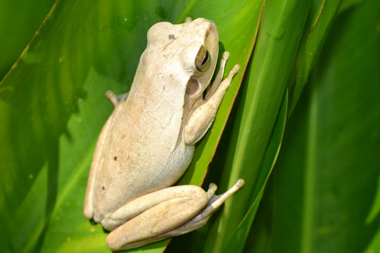 Anfibios, r&atilde;