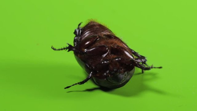 Beetle, cockchafer falls upside down and trying to get back up. Green background