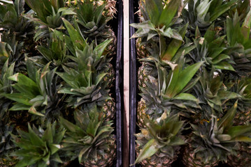 Pineapple fruit background, close-up. Healthy food. Agriculture concept 