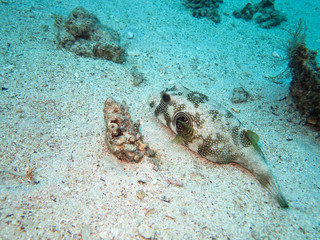 fish on the sand