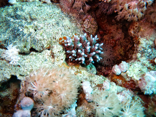 coral reef in the sea