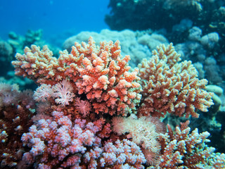 Coral stock on the Red Sea