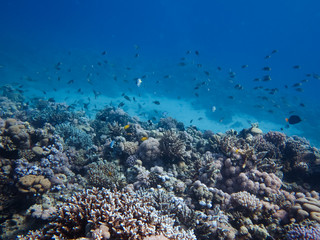 coral reef with fish