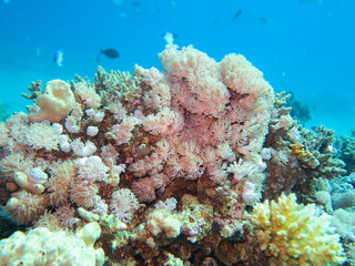 Fototapeta na wymiar Coral stock on the Red Sea