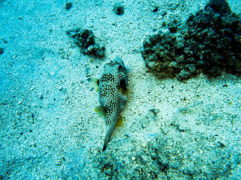 fish in the sea Coral stock on the Red Sea