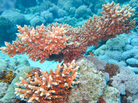 coral reef in the sea