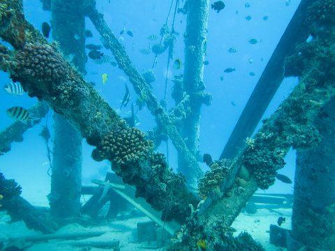 scuba diver and reef