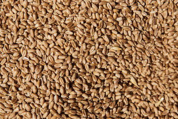 Rye grains, surface and background, close-up. Food and agriculture 